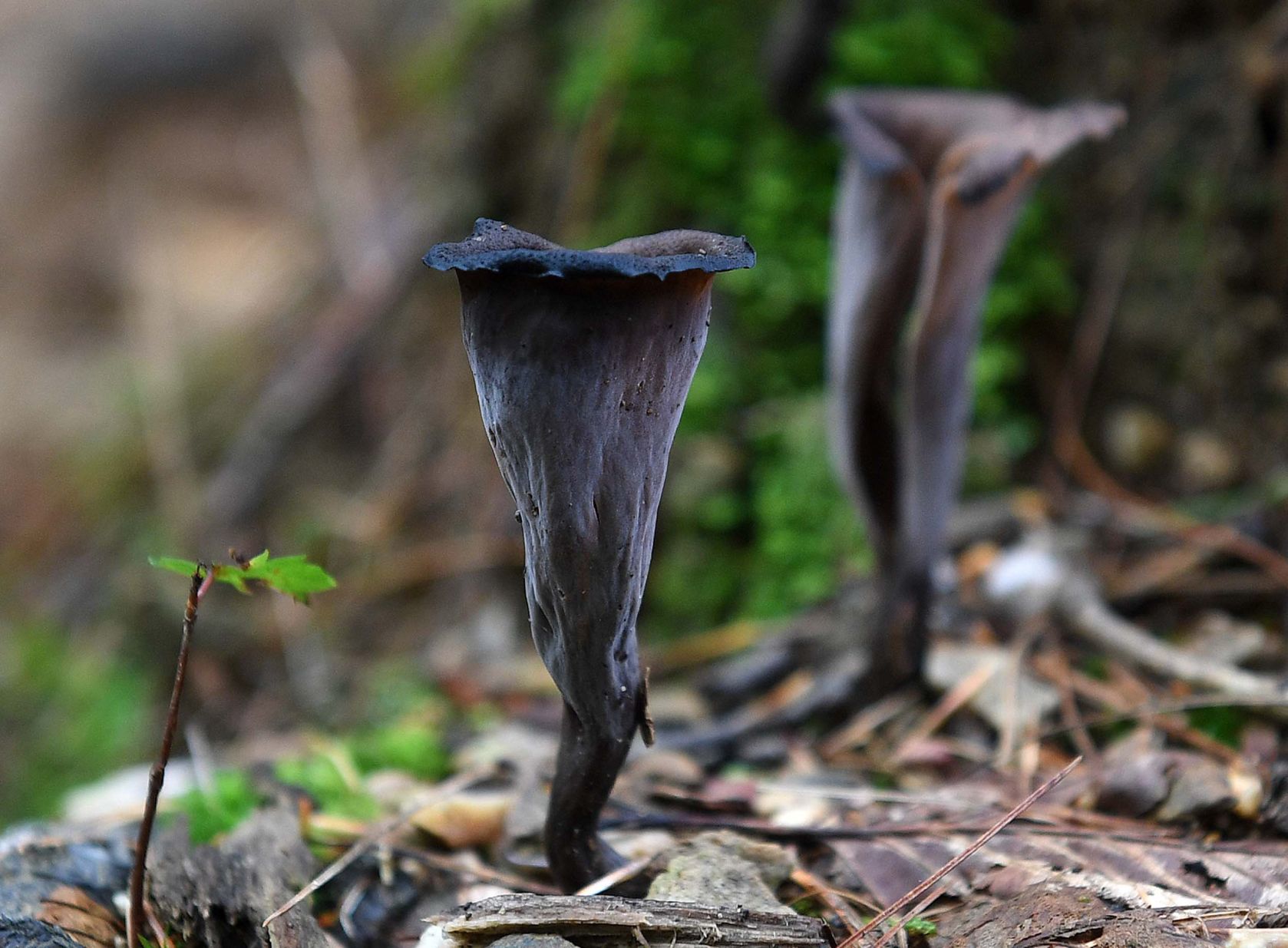 Pennsylvania Mushrooms.6.jpg